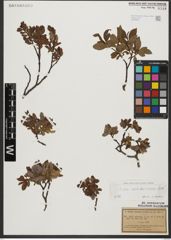Foto von Salix waldsteiniana Willd.